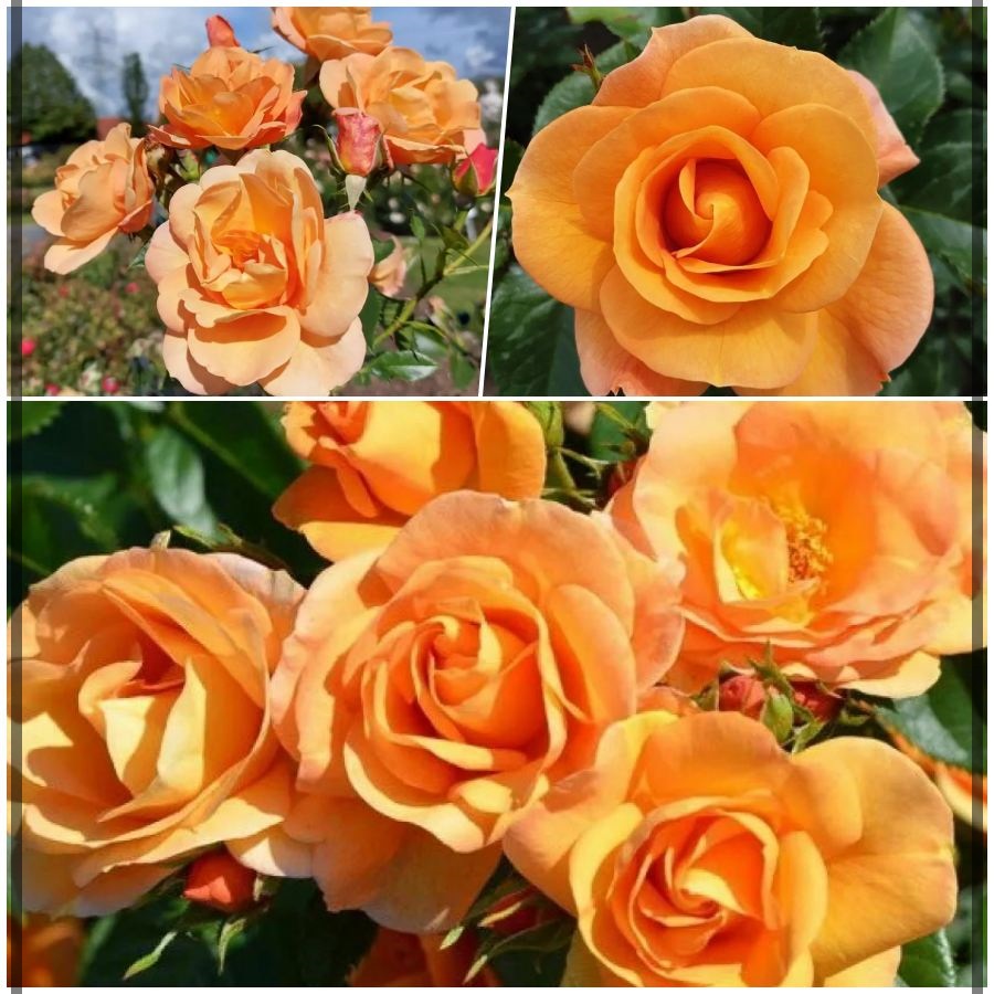 Portoroz róże rabatowe